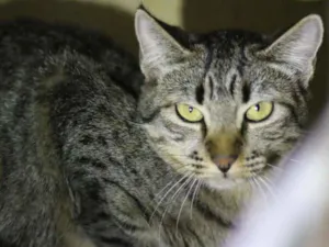 Gato raça srd idade 7 a 11 meses nome Cloe
