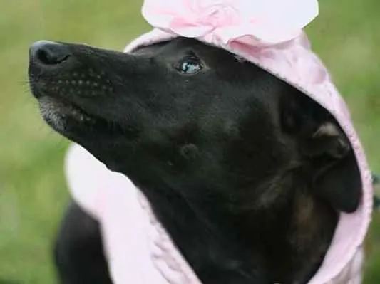 Cachorro ra a SRD idade 7 a 11 meses nome Leticia