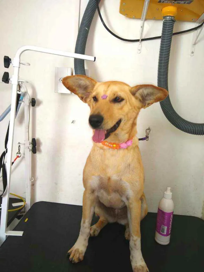 Cachorro ra a Srd  idade 2 anos nome Melissa 