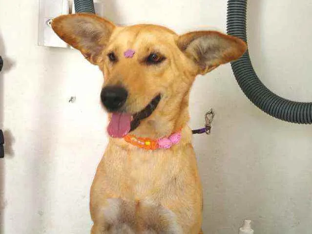 Cachorro ra a Srd  idade 2 anos nome Melissa 