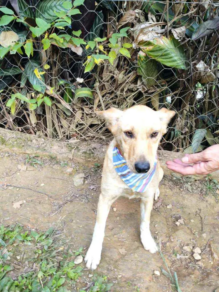 Cachorro ra a Srd  idade 2 anos nome Melissa 