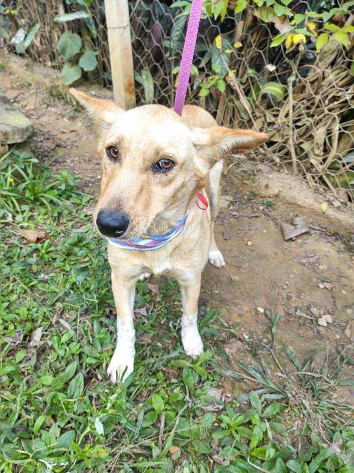 Cachorro ra a Srd  idade 2 anos nome Melissa 