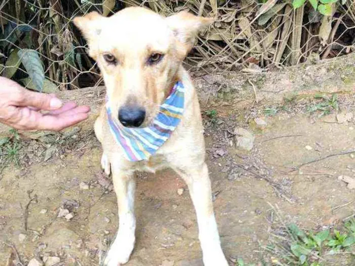 Cachorro ra a Srd  idade 2 anos nome Melissa 