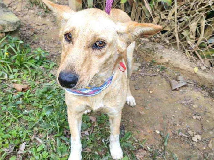 Cachorro ra a Srd  idade 2 anos nome Melissa 