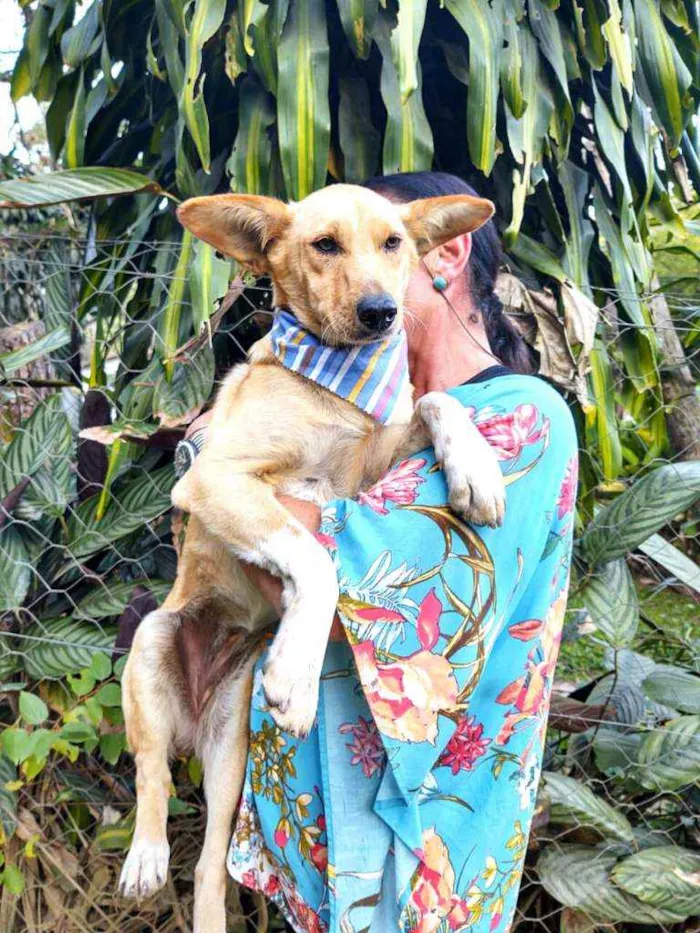 Cachorro ra a Srd  idade 2 anos nome Melissa 