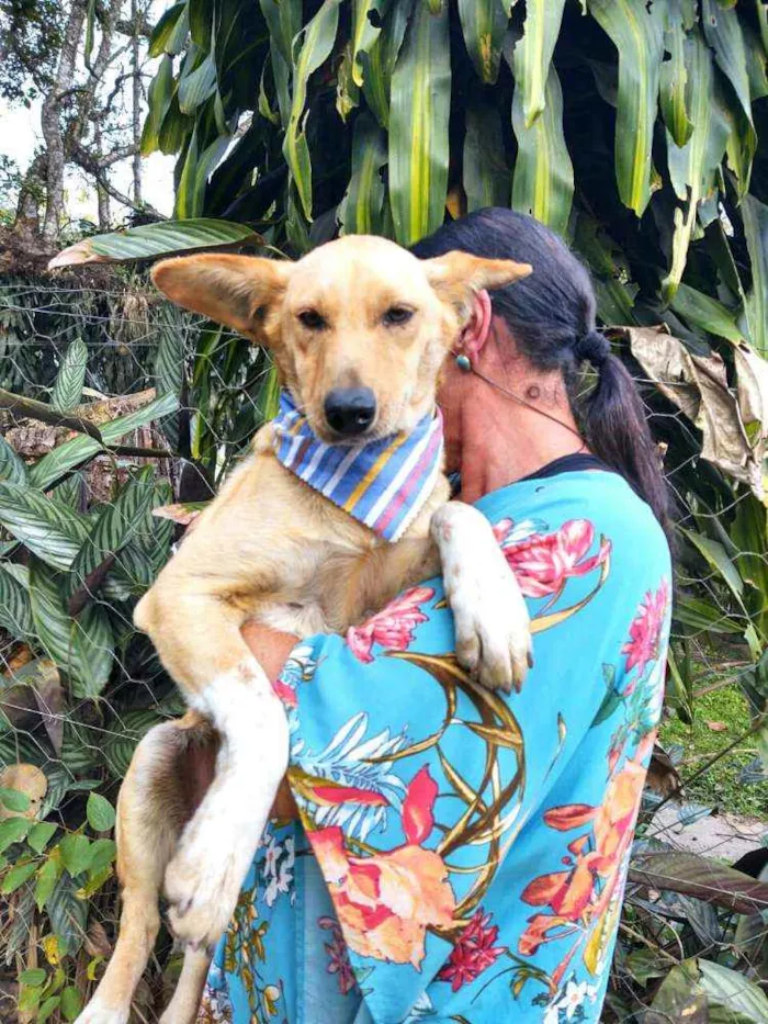 Cachorro ra a Srd  idade 2 anos nome Melissa 