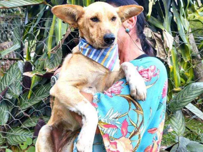 Cachorro ra a Srd  idade 2 anos nome Melissa 