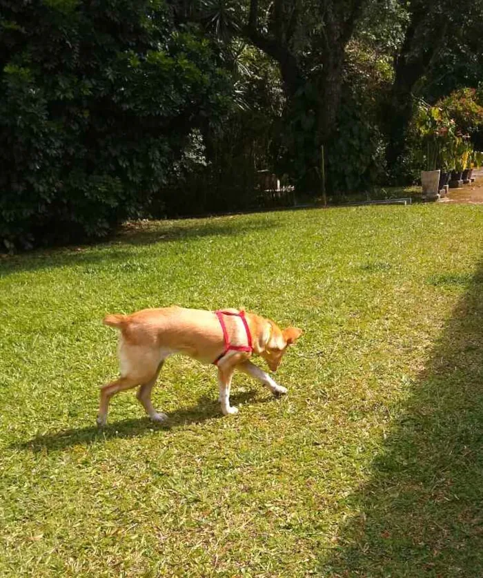 Cachorro ra a Srd  idade 2 anos nome Melissa 