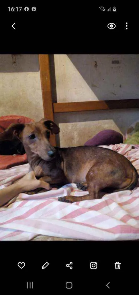 Cachorro ra a dachshund idade 2 anos nome Penelope
