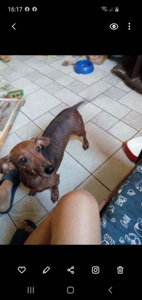 Cachorro ra a dachshund idade 2 anos nome Penelope