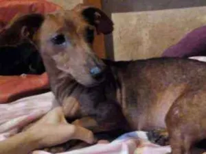 Cachorro raça dachshund idade 2 anos nome Penelope