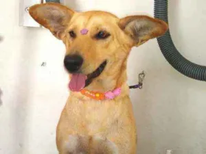 Cachorro raça Srd  idade 2 anos nome Melissa 