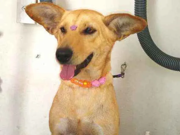 Cachorro ra a Srd  idade 2 anos nome Melissa 
