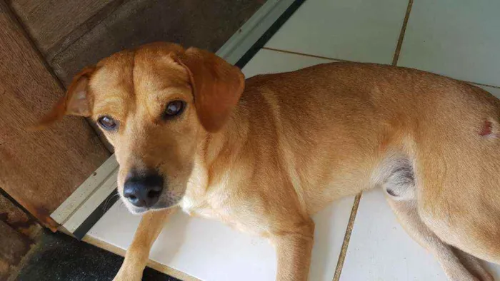 Cachorro raça Sem raça definida idade 2 anos nome Sem nome