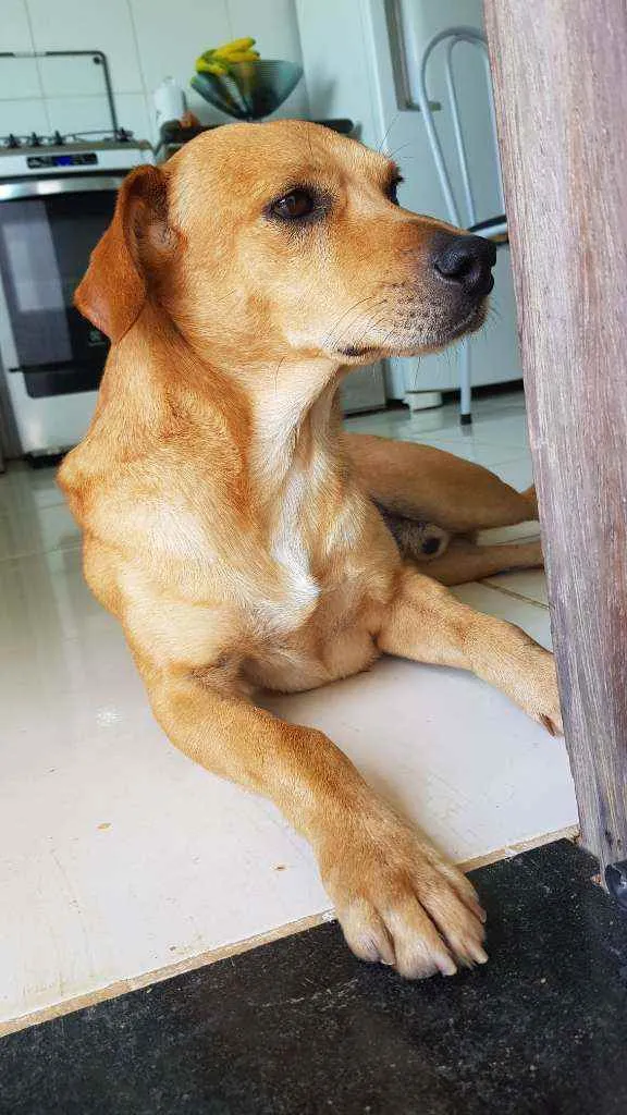 Cachorro raça Sem raça definida idade 2 anos nome Sem nome