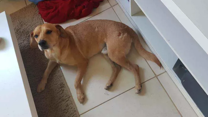 Cachorro raça Sem raça definida idade 2 anos nome Sem nome