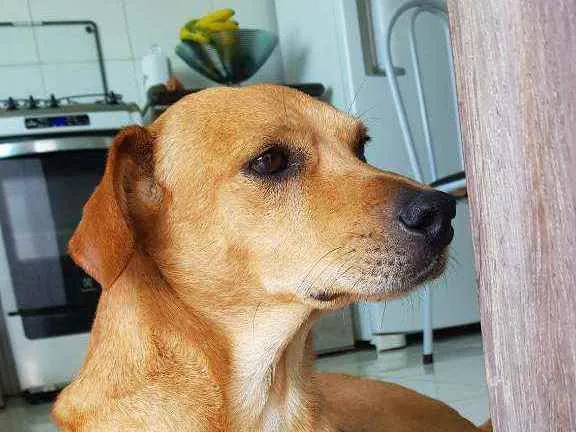 Cachorro raça Sem raça definida idade 2 anos nome Sem nome