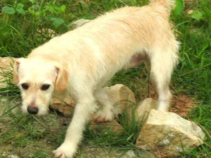 Cachorro ra a  idade 3 anos nome Billy 