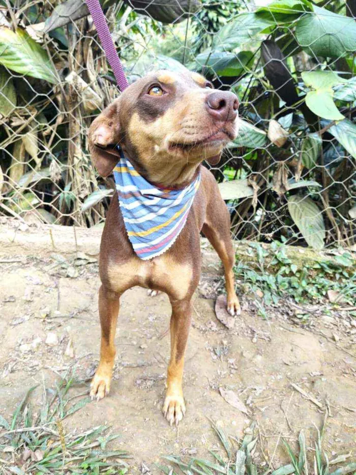Cachorro ra a  idade 1 ano nome Marrom 