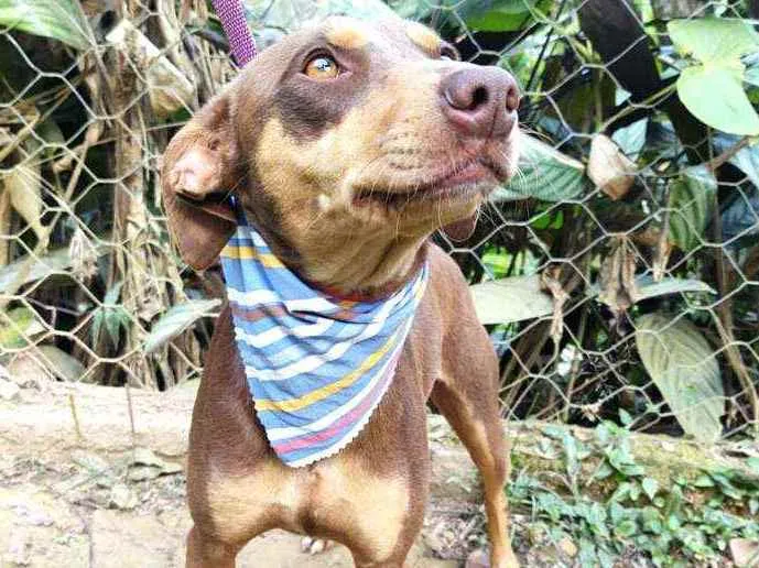 Cachorro ra a  idade 1 ano nome Marrom 