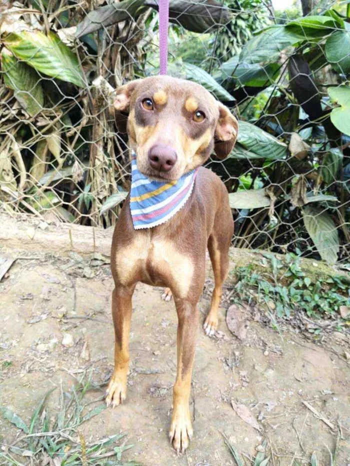 Cachorro ra a  idade 1 ano nome Marrom 