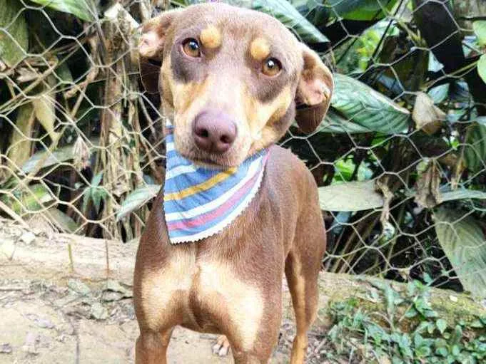 Cachorro ra a  idade 1 ano nome Marrom 