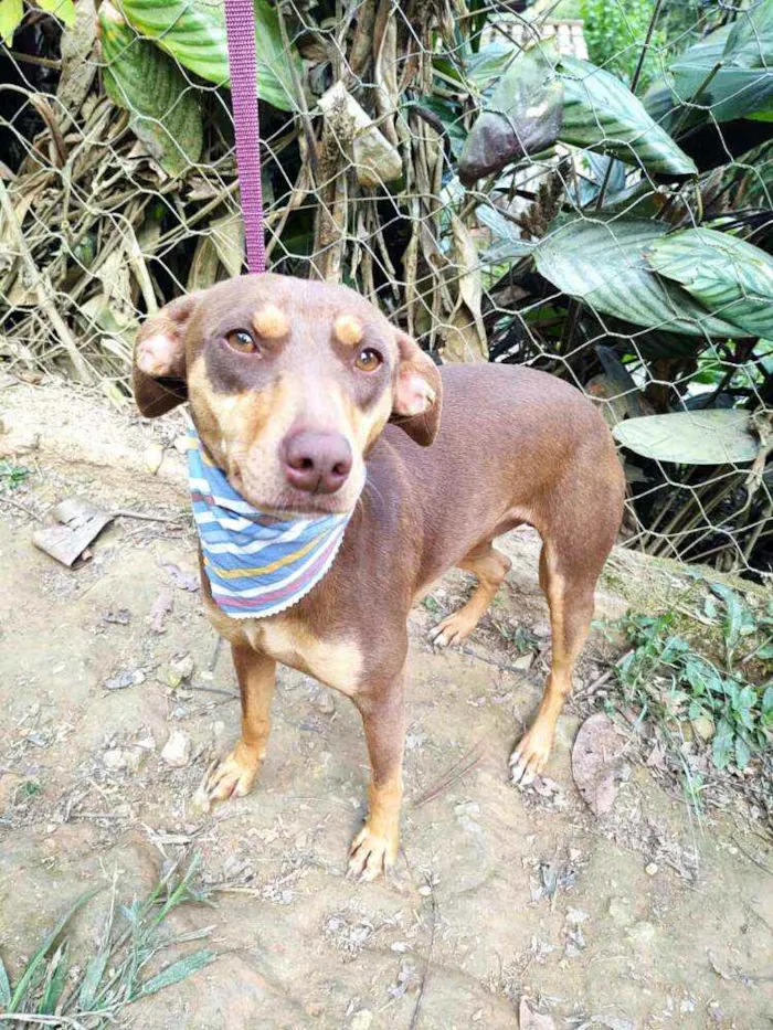 Cachorro ra a  idade 1 ano nome Marrom 