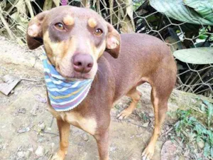 Cachorro raça  idade 1 ano nome Marrom 
