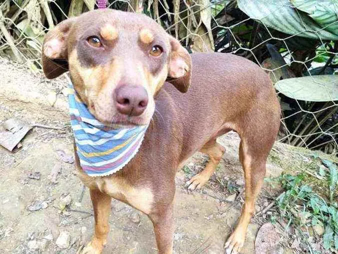 Cachorro ra a  idade 1 ano nome Marrom 