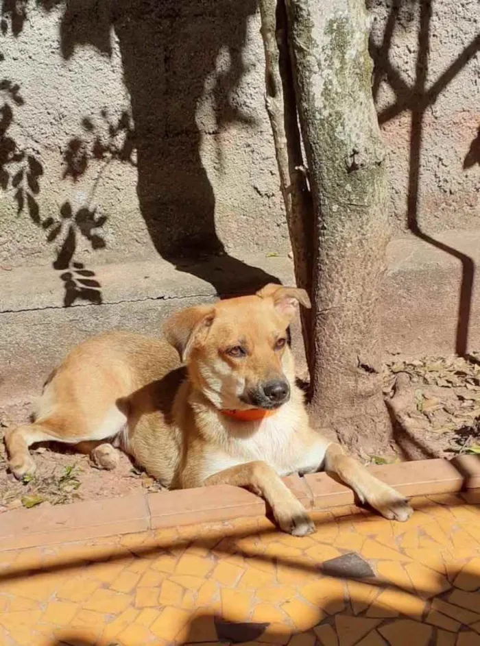 Cachorro ra a Srd idade  nome Mel