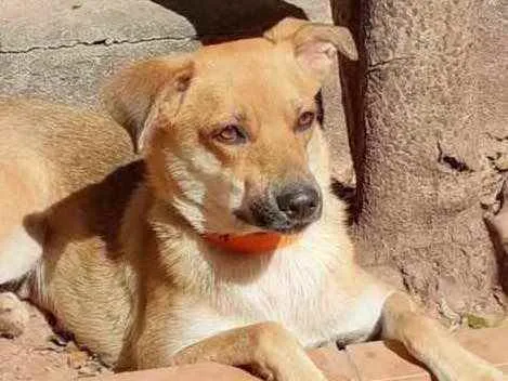 Cachorro ra a Srd idade  nome Mel