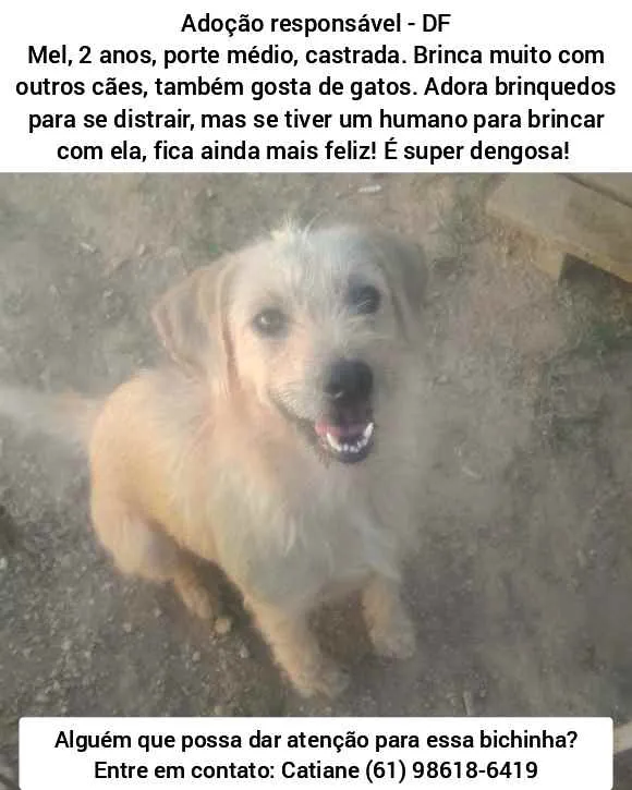 Cachorro ra a SRD idade 2 anos nome Mel