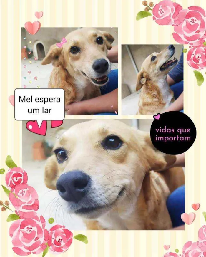 Cachorro ra a SRD idade 3 anos nome Mel 