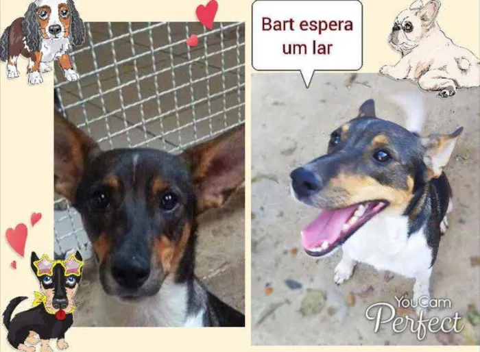 Cachorro ra a SRD idade 2 anos nome Bart