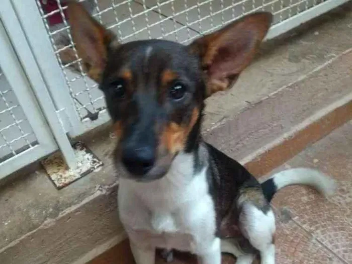 Cachorro ra a SRD idade 2 anos nome Bart
