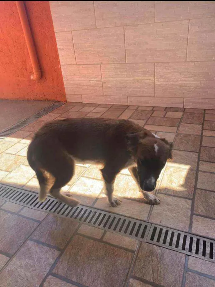 Cachorro ra a Vira Lata idade 2 anos nome Lana