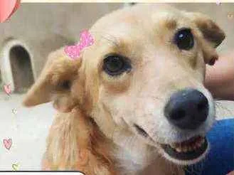 Cachorro ra a SRD idade 3 anos nome Mel 