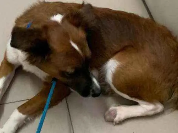 Cachorro ra a Vira Lata idade 2 anos nome Lana