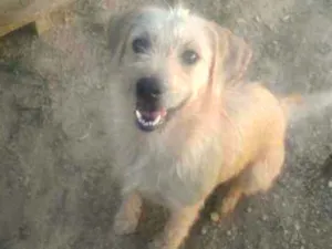 Cachorro raça SRD idade 2 anos nome Mel