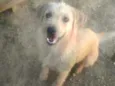Mel