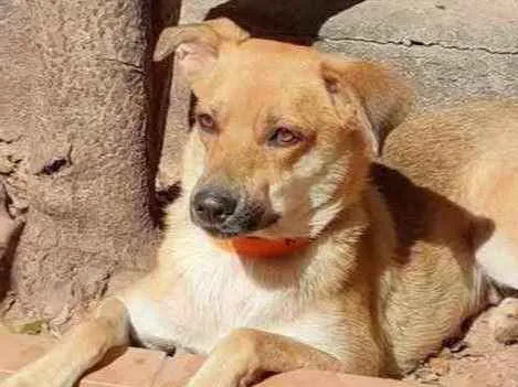 Cachorro ra a Srd idade  nome Mel