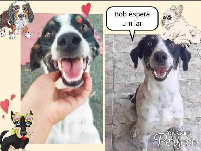 Cachorro ra a SRD idade 2 anos nome Bob