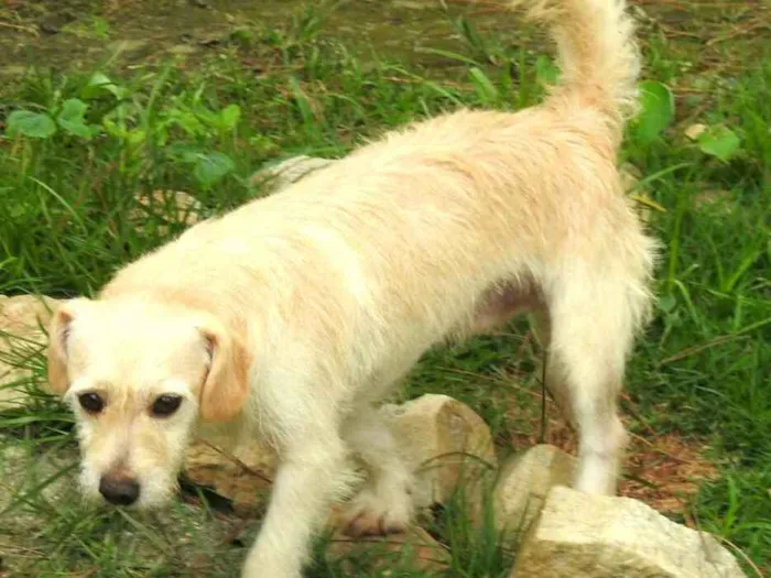 Cachorro ra a  idade 3 anos nome Billy 