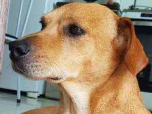 Cachorro raça Sem raça definida idade 2 anos nome Sem nome