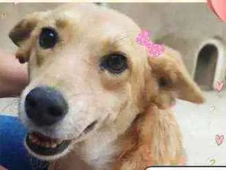 Cachorro ra a SRD idade 3 anos nome Mel 
