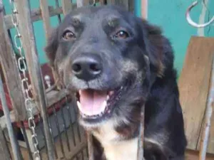 Cachorro raça SRD idade 2 anos nome CHIQUINHA