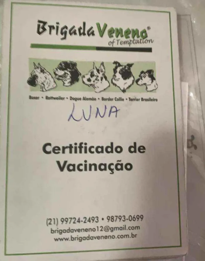 Cachorro ra a Vira Lata idade 2 anos nome Lana