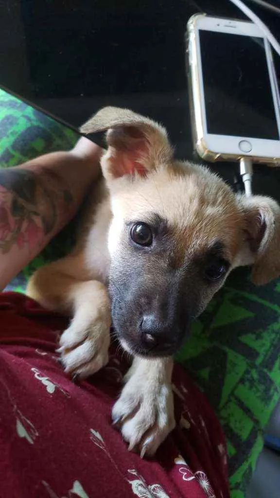 Cachorro ra a SRD idade 2 a 6 meses nome Athena