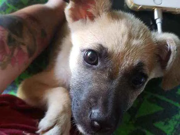 Cachorro ra a SRD idade 2 a 6 meses nome Athena