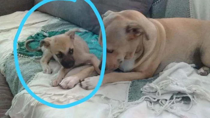 Cachorro ra a SRD idade 2 a 6 meses nome Athena